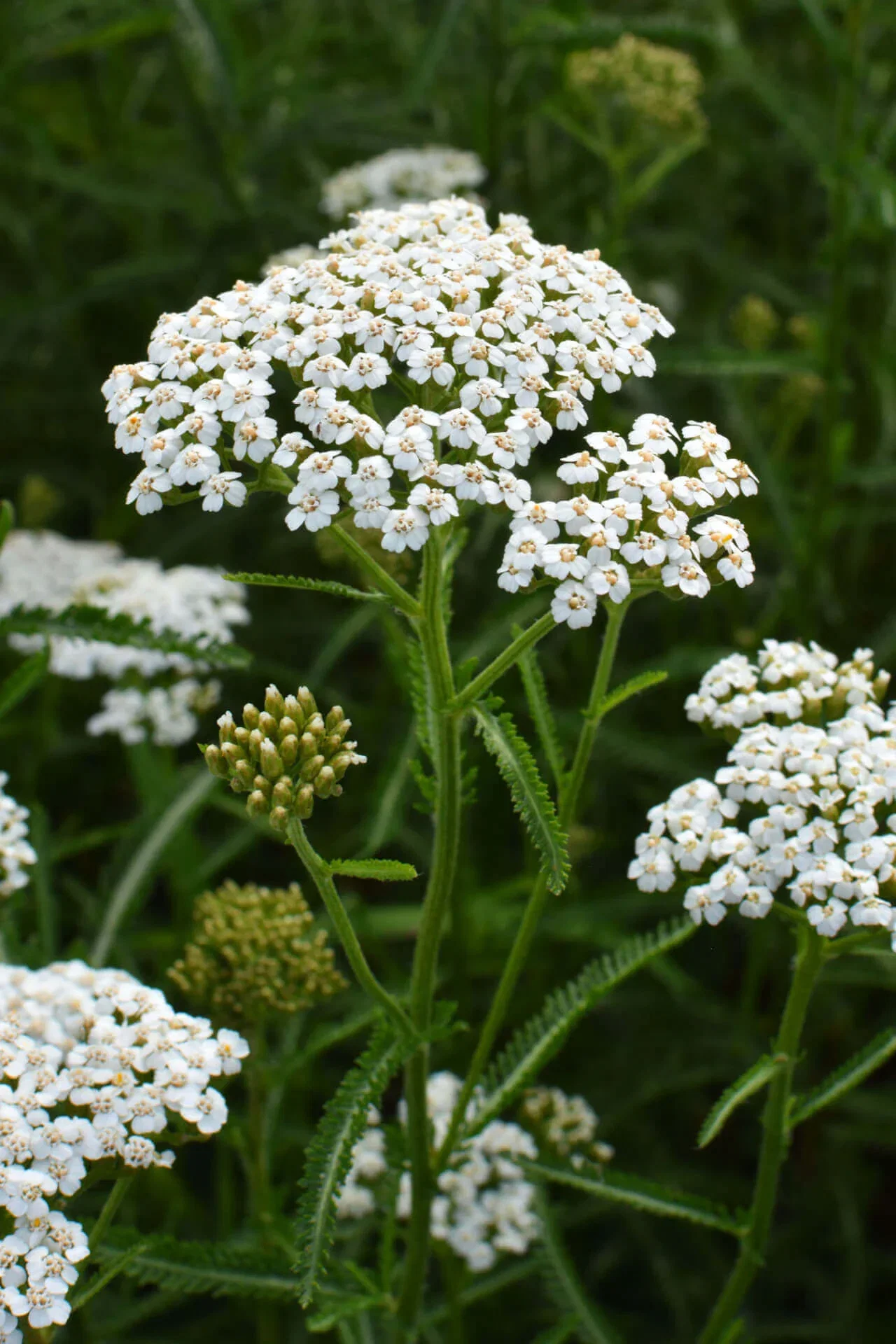 Image of Yarrow Plant