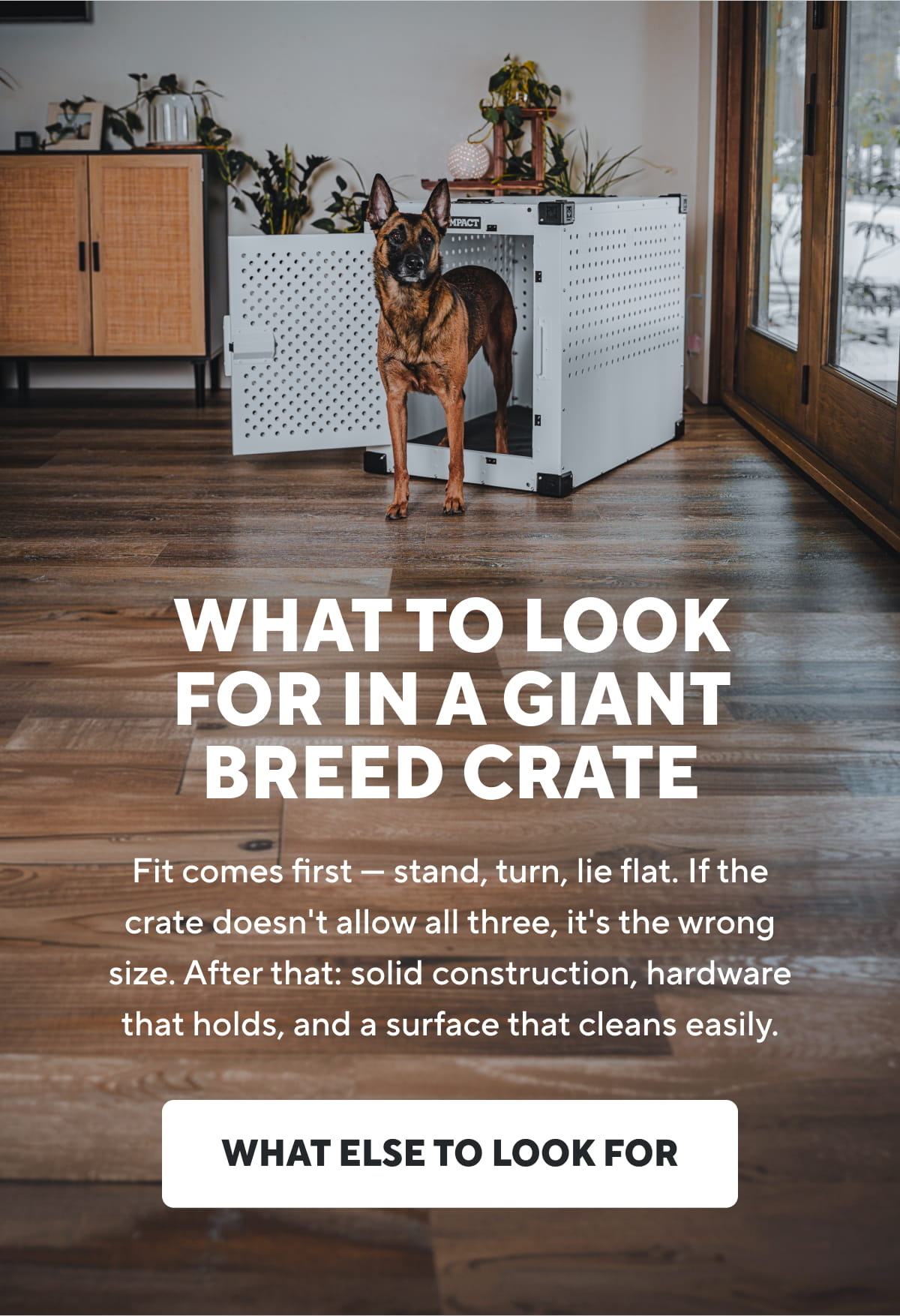 What To Look For In A Giant Breed Crate | What Else To Look For