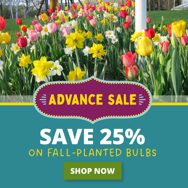 Save 25%