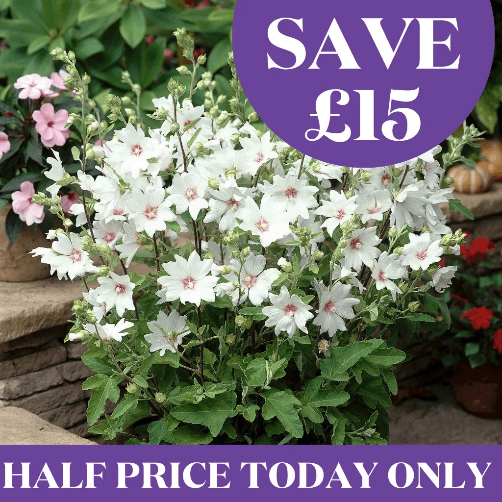 Save £45 + Free Delivery