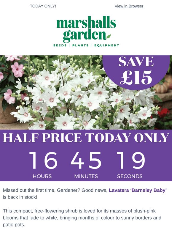Back by Popular Demand: Half Price Barnsley Baby Offer