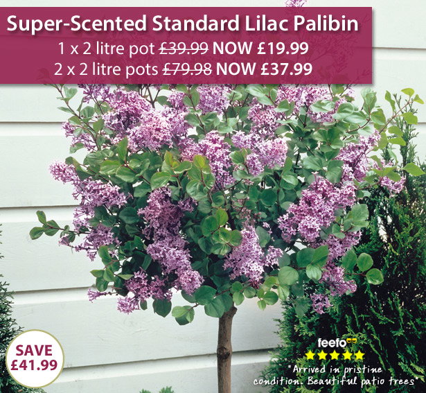 Lilac 'Palibin'
