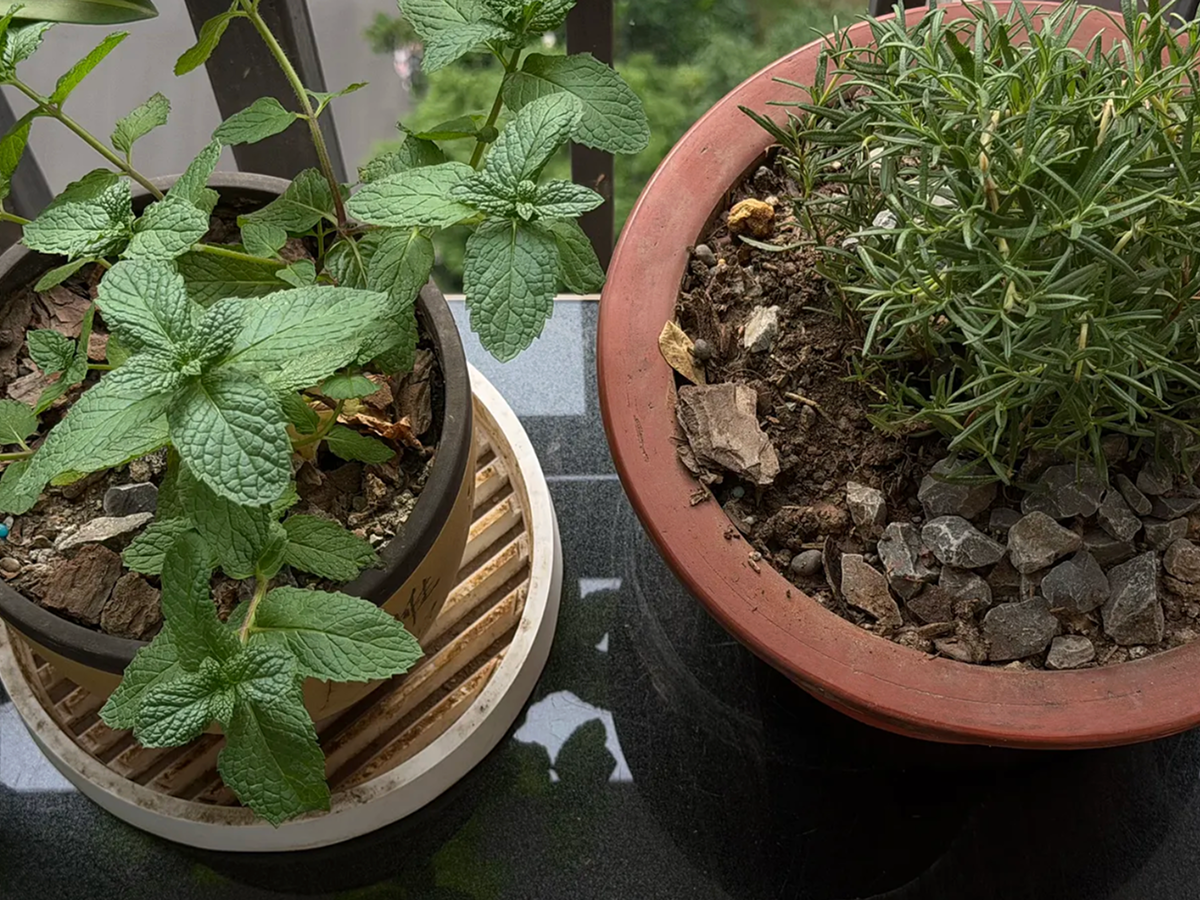 Dad's plants <3