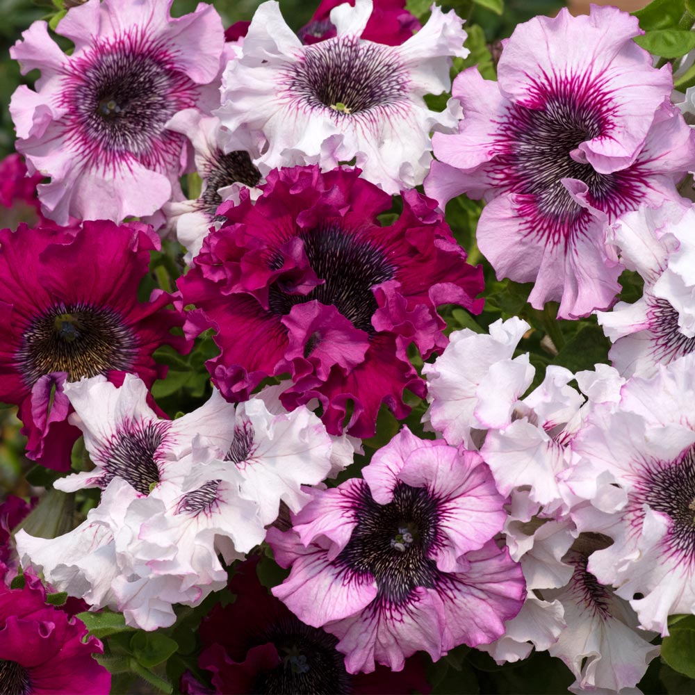 Petunia 'Superbissima Triumph Mix'