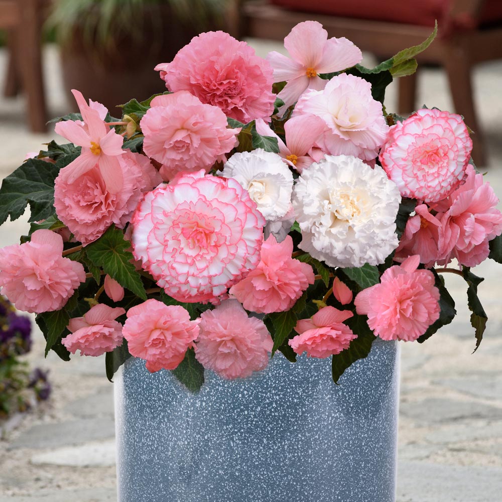 Begonia 'Majestic Pink Shades Mix'
