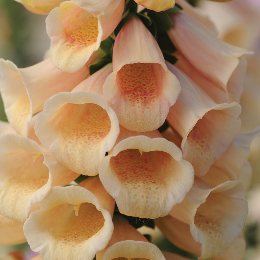 Foxglove 'Dalmatian Peach'
