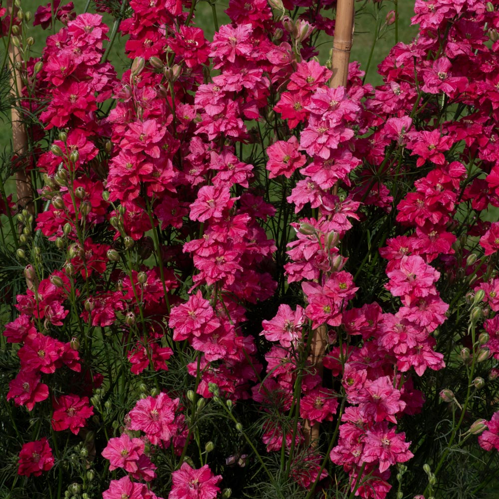 Delphinium consolida 'King Size Scarlet'