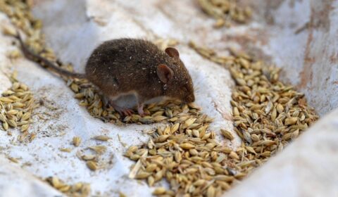 Mouse plague drives Australia to allow potent bait to save crops