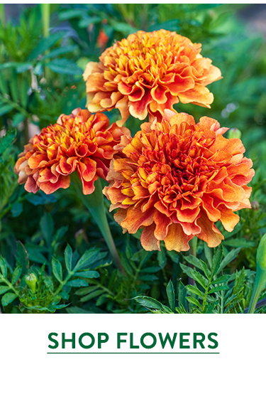 Container Flower Seed & Plants