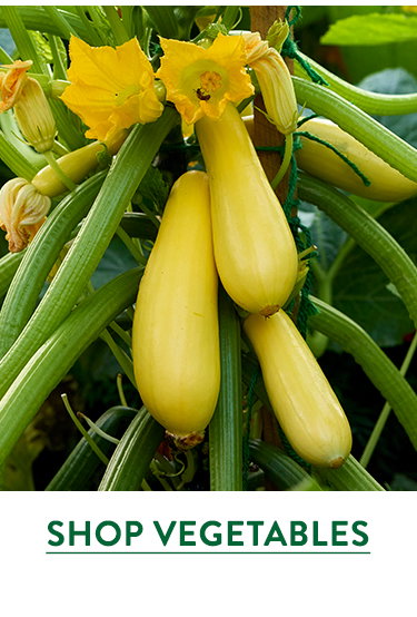 Container-Friendly Vegetable Seeds & Plants