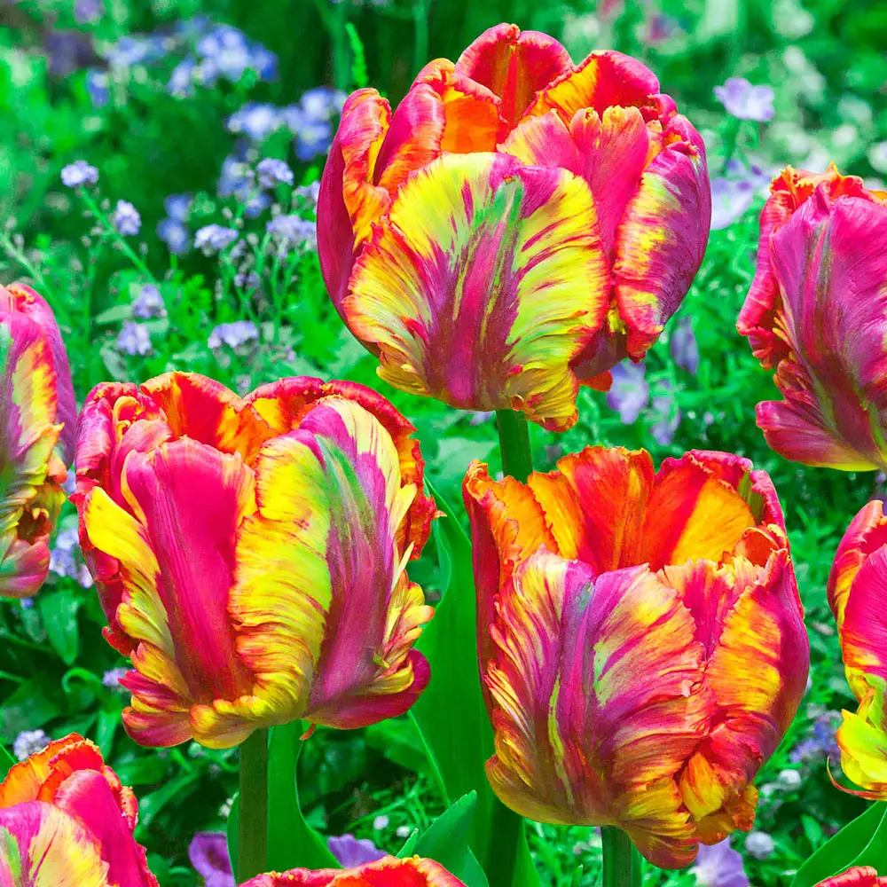 Parrot Tulip