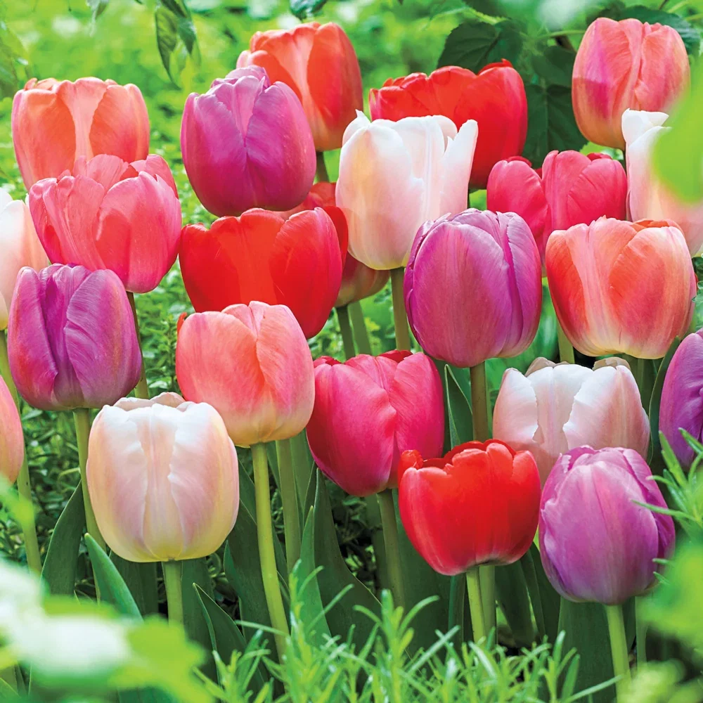 Darwin Tulips