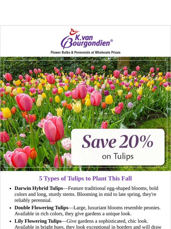 5 Types of Tulips to Plant This Fall