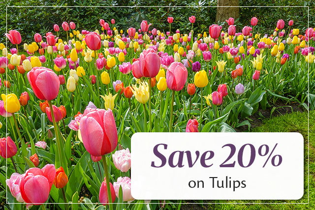 Save 20% on Tulips