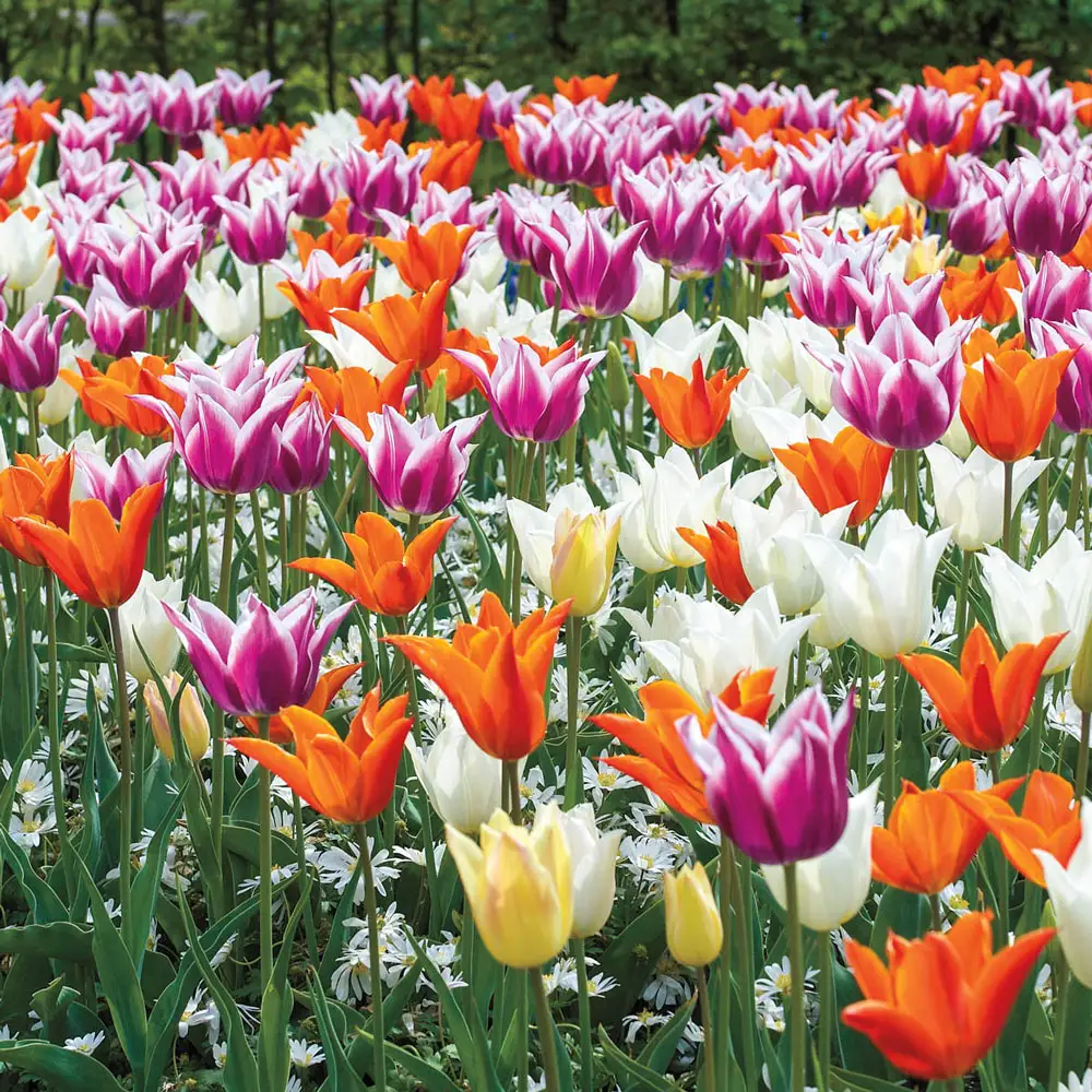 Lily Tulip