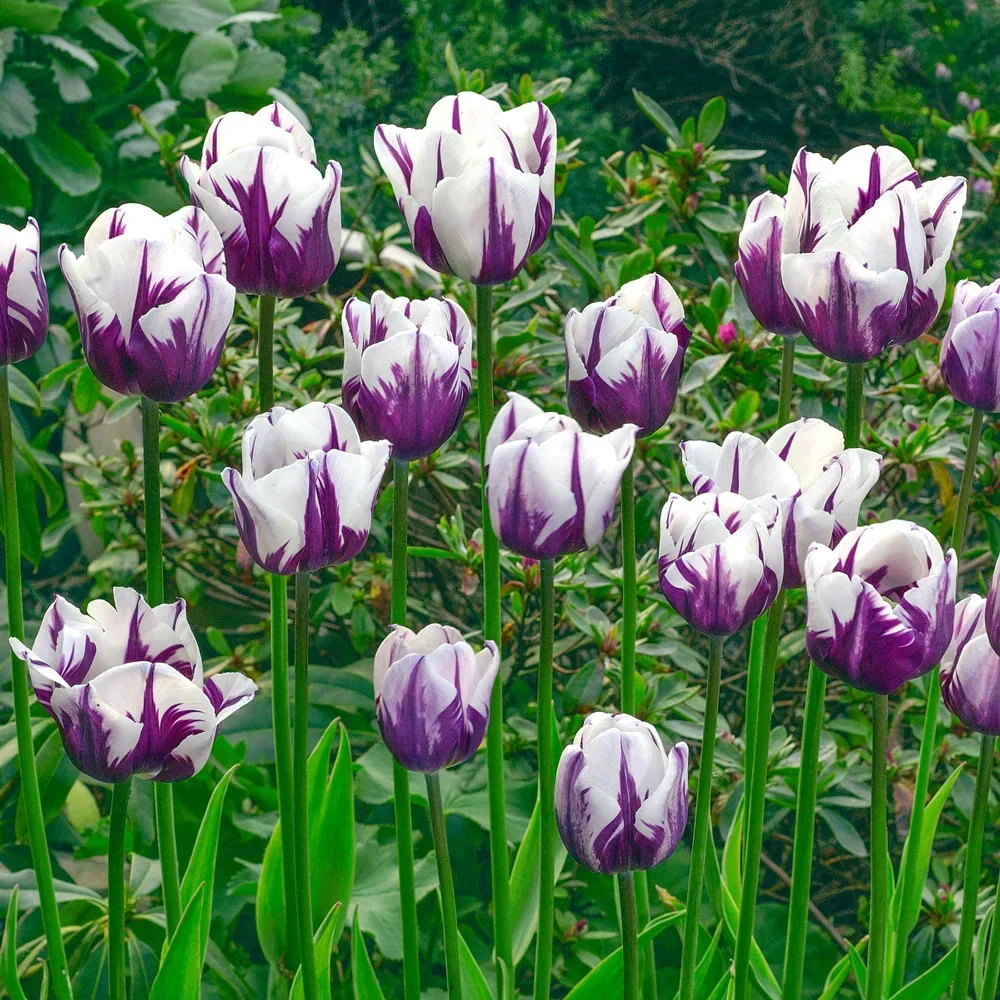 Triumph Tulip