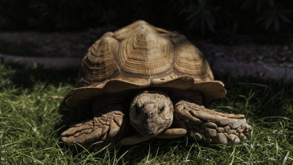 A close-up of Rex, the tortoise, in the grass.