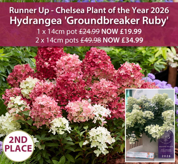 Hydrangea 'Groundbreaker Ruby'