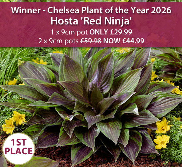 Hosta 'Red Ninja'