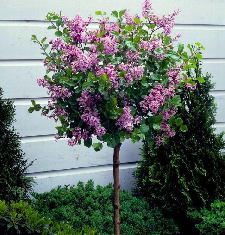 Dwarf Korean Lilac Tree - Circa 100cm tall