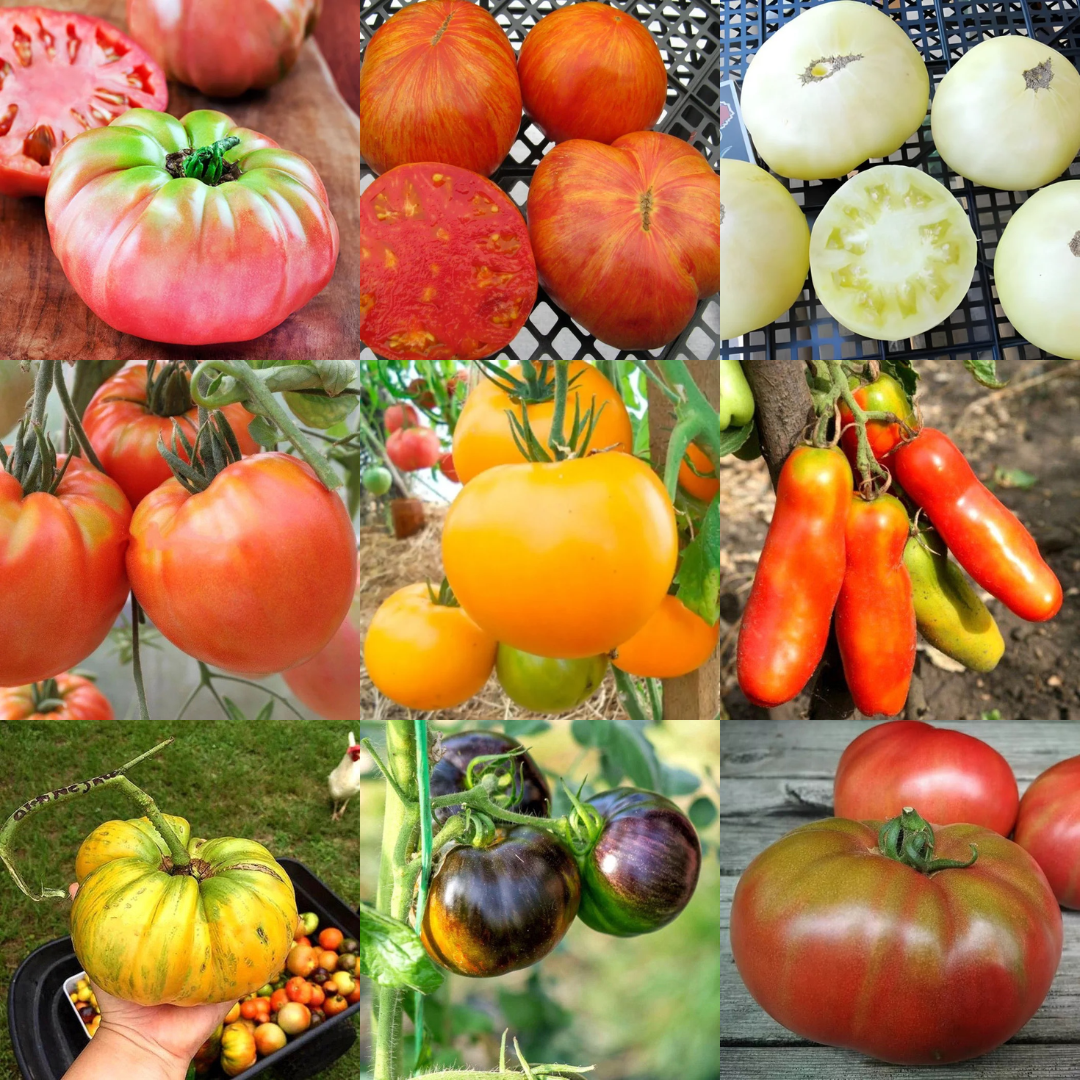 Tomato Plants - Mix & Match 