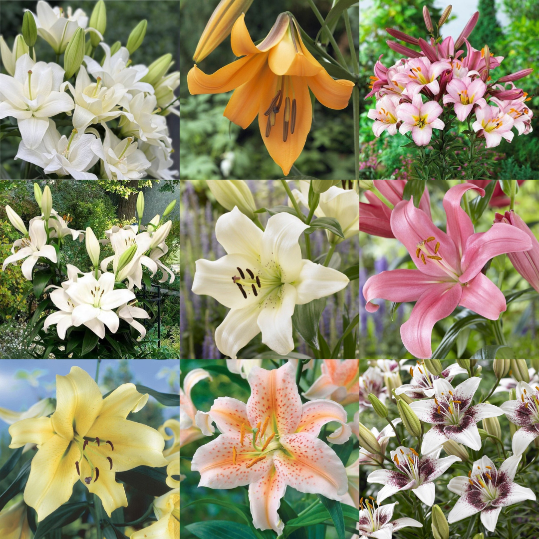 Lily Bulbs