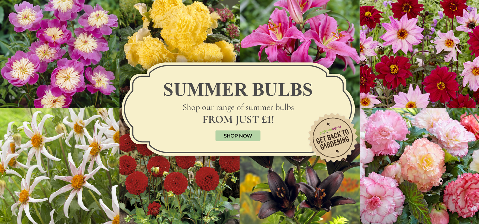 Summer Bulbs