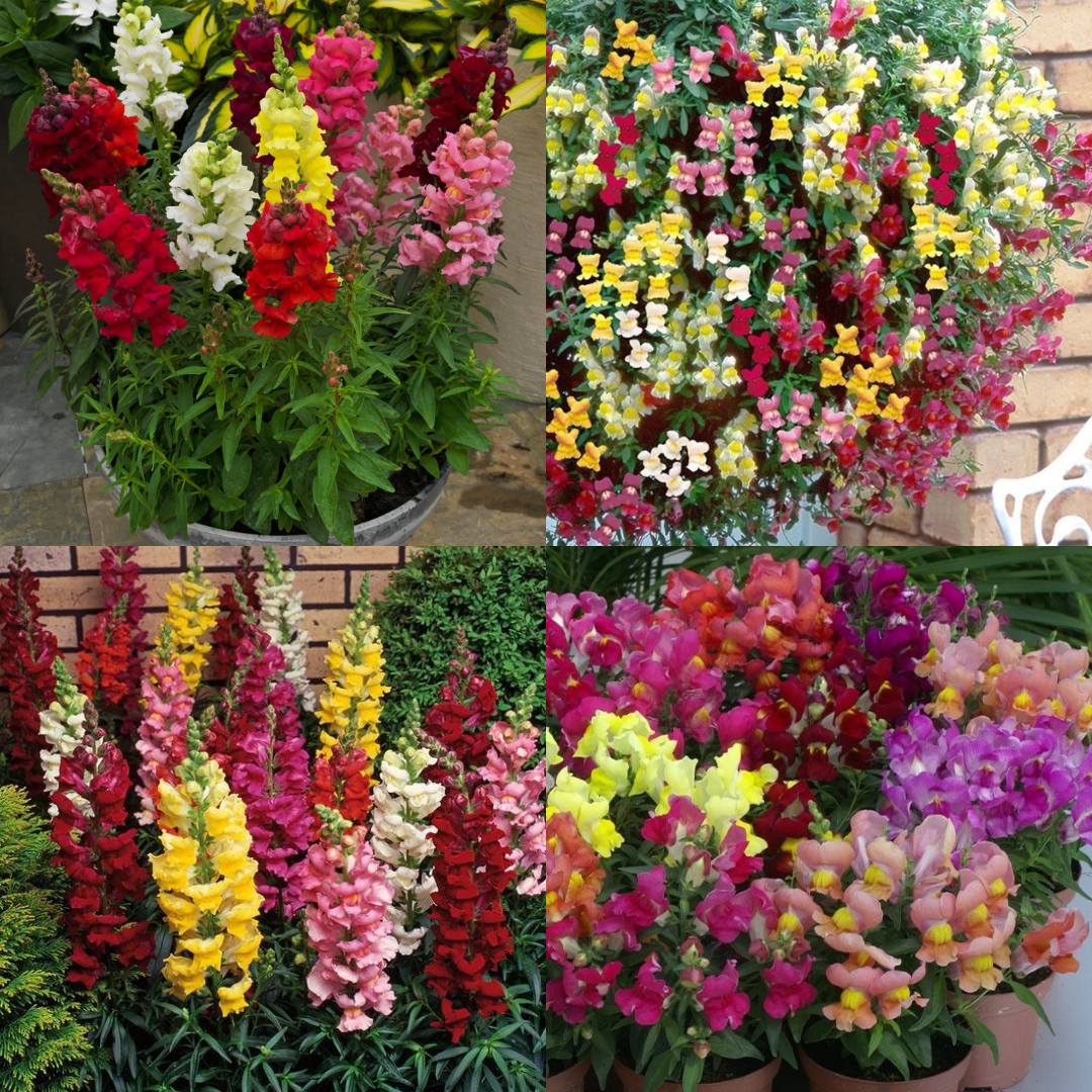 Snapdragon Plants - Lucky Dip