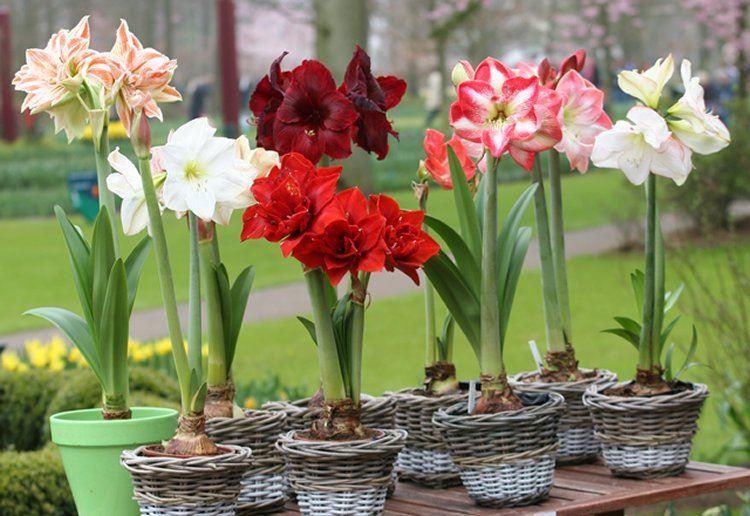 Amaryllis Lucky Dip Colour