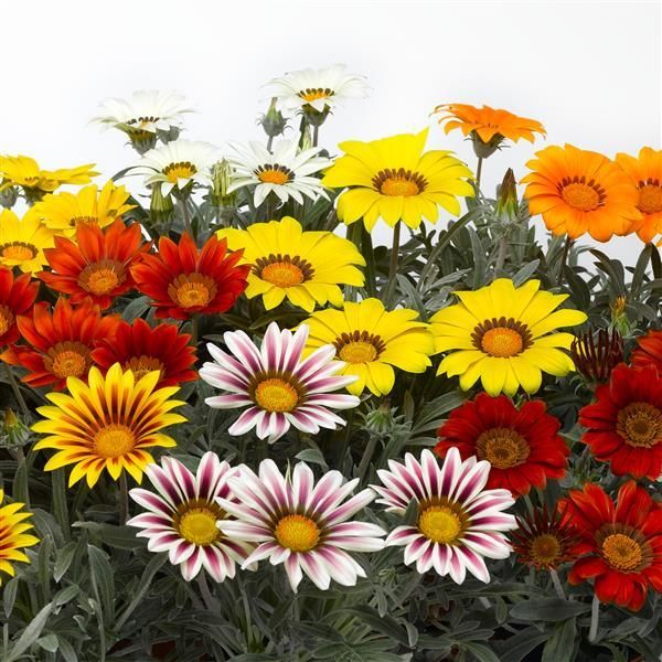 Gazania Sun Daisy Mix