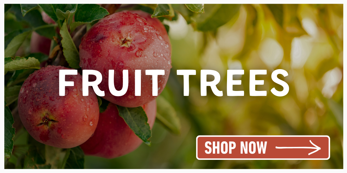 Red apples on tree