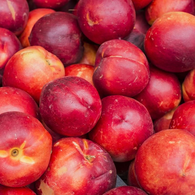 Image of Nectarine Trees