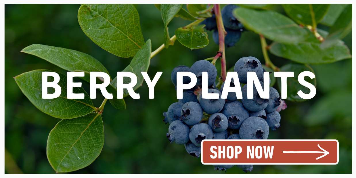 Blueberries on plant