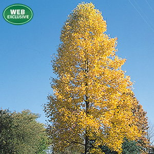 Tulip Tree