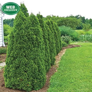 Green Giant Arborvitae