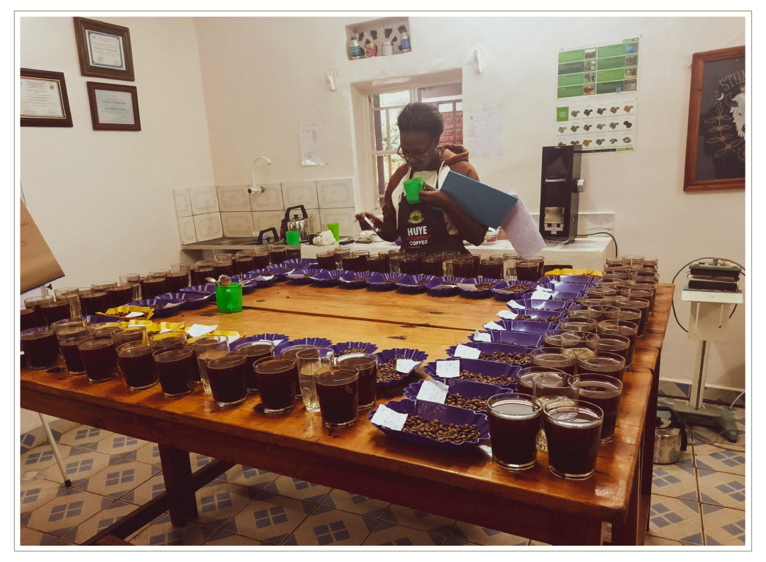 Coffee professional at Huye Mountain’s cupping lab stands at a large wooden table tasting samples, surrounded by rows of brewed coffee glasses and trays of beans arranged for evaluation, holding a cup and clipboard.