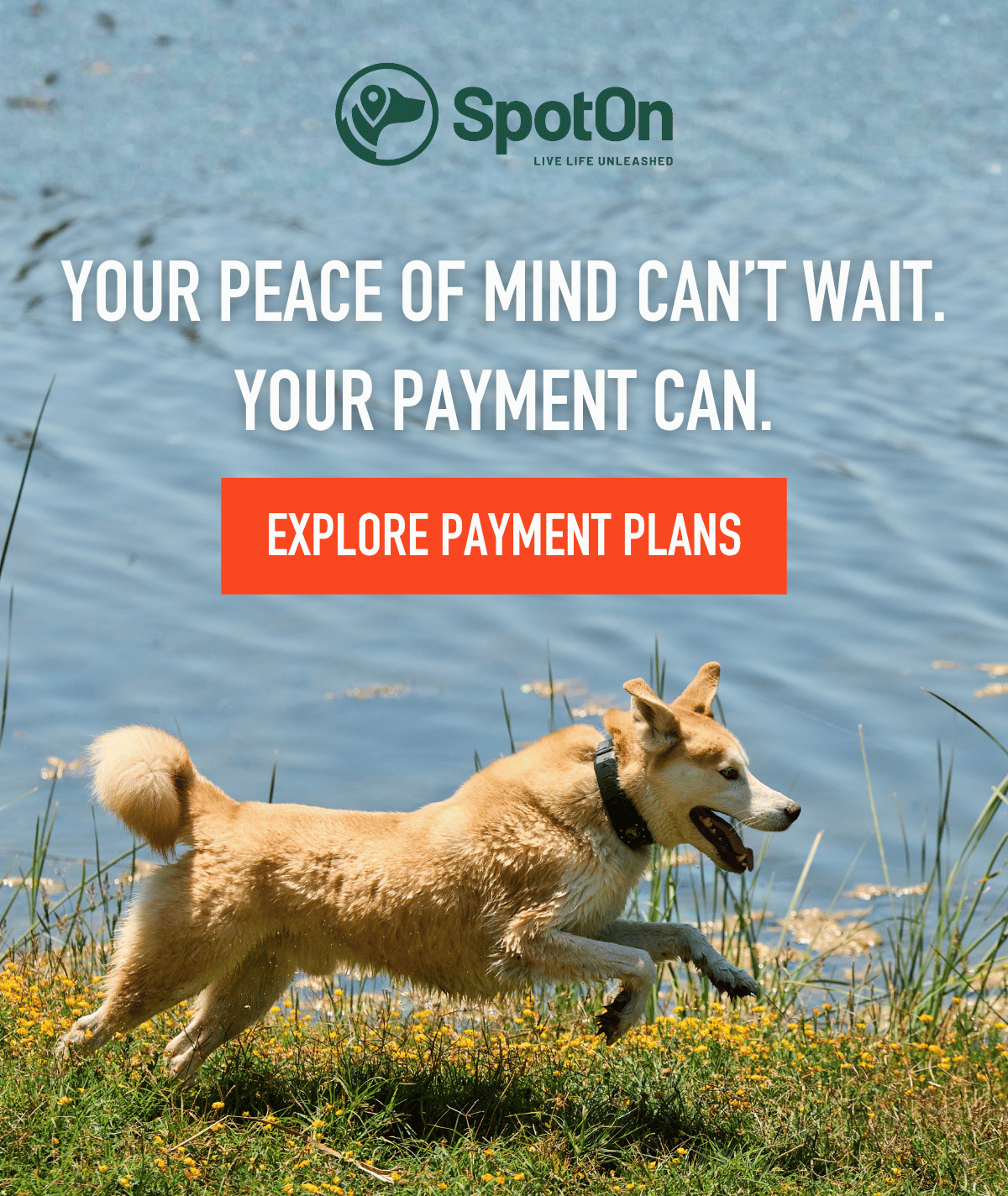 Why wait to give your dog off-leash freedom? Explore payment plans.