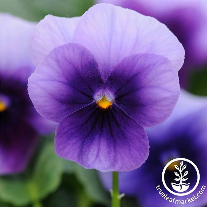 Viola Seeds - Sorbet Series