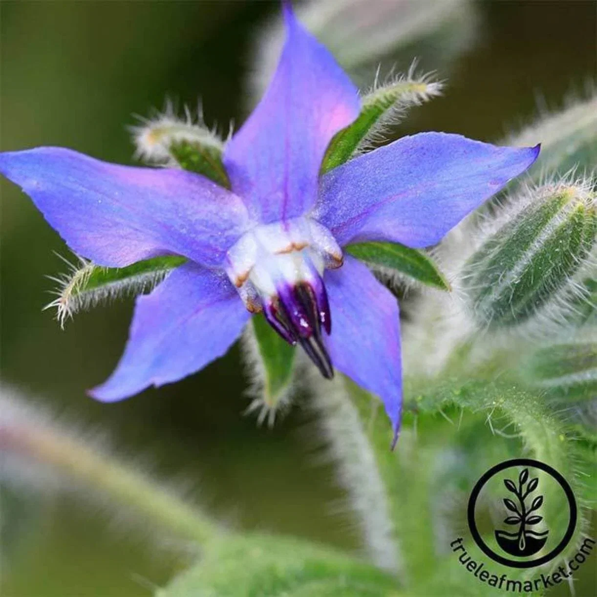 Borage Herb Seeds