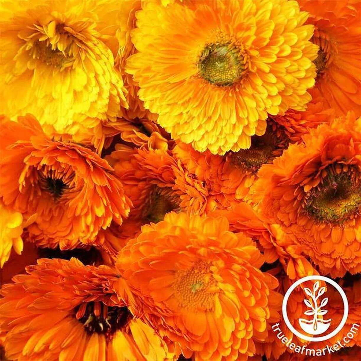 Calendula Seeds - Pacific Beauty Mixture