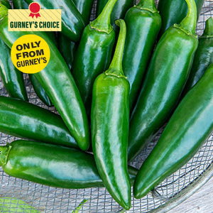 Gurney's® Primo II Jalapeno Hybrid Pepper