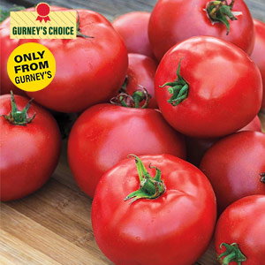 Gurney Girl's Best Hybrid Tomato