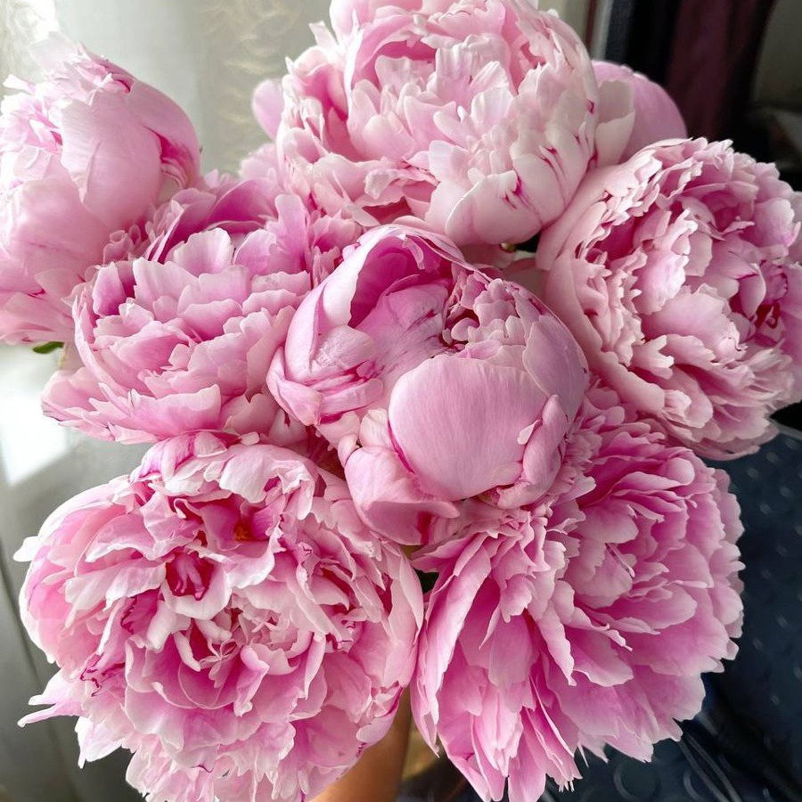 Bulk bunch of pink peonies