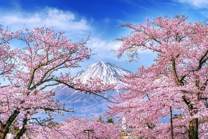 Wonders of Japan - Small Group