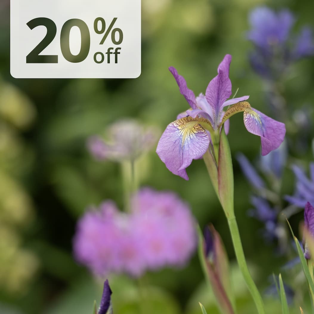Chelsea favourite Irises