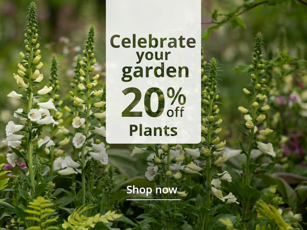  Celebrate Chelsea 20% off