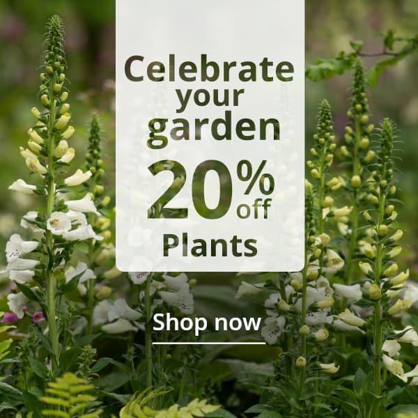  Celebrate Chelsea 20% off