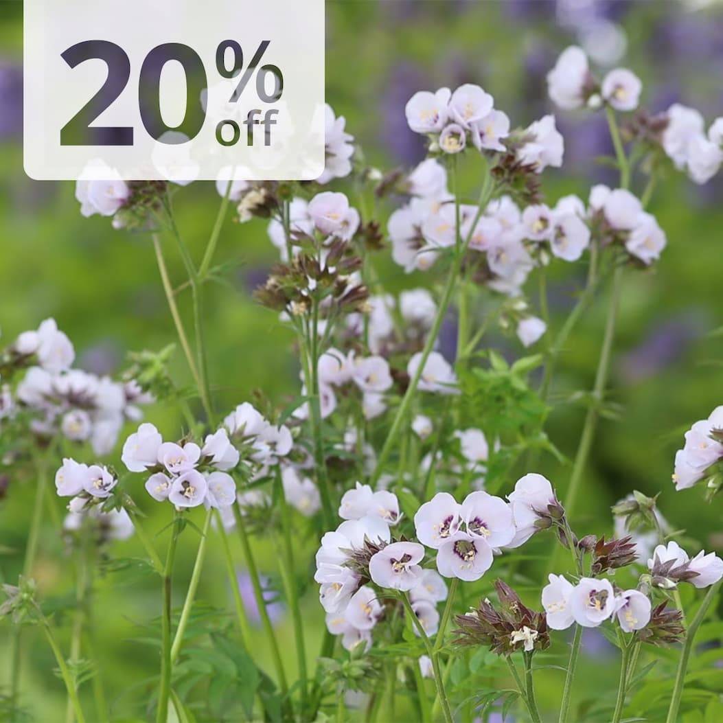 Polemonium Violet Heart
