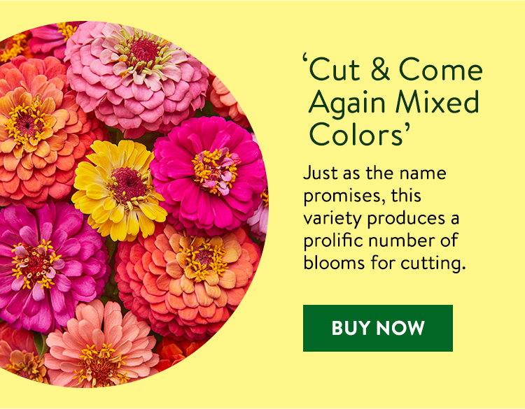 Cut and Come Again Mixed Colors, Zinnia