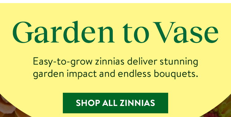 Zinnias